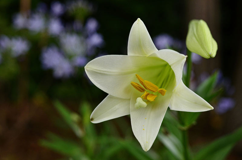 a picture of a white lily.
